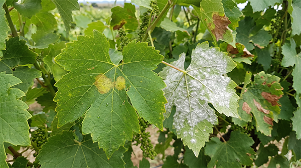 Crop showing signs of pathogen stress and wilting